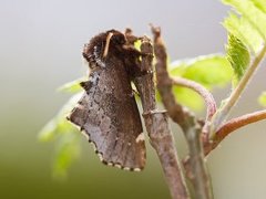 Brun vårtannspinner (Odontosia carmelita)