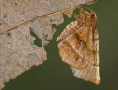 Blek månemåler (Selenia dentaria)