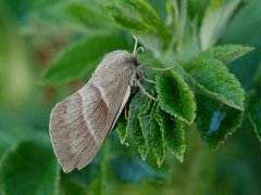 Bringebærspinner (Macrothylacia rubi)