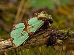 Grønnbåndet rotfly (Staurophora celsia)