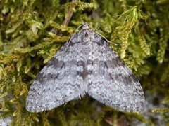 Bjørketungemåler (Trichopteryx carpinata)