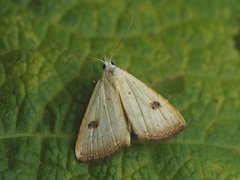 Gult nebbfly (Rivula sericealis)