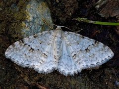 Rognemåler (Venusia cambrica)