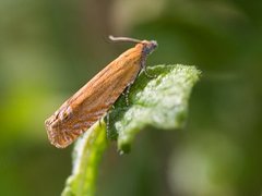 Perikumvikler (Lathronympha strigana)