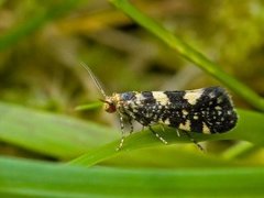 Bringebærknoppmøll (Lampronia corticella)