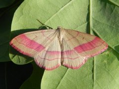 Karminmåler (Rhodostrophia vibicaria)