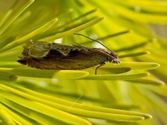 Stor seljesigdvikler (Ancylis geminana)