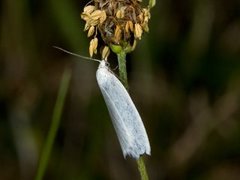 Sølvskyggevikler (Eana argentana)