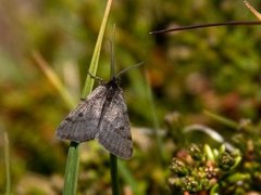 Pjuskemåler (Macaria fusca)