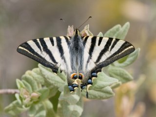 Slåpetornsvalestjert (Iphiclides podalirius)