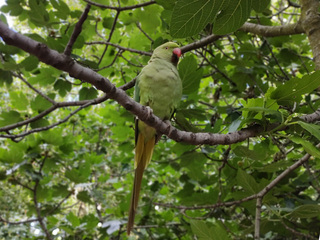 Halsbåndparakitt (Psittacula krameri)