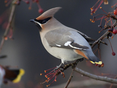 Sidensvans (Bombycilla garrulus)