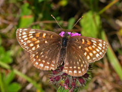 Mørk rutevinge (Melitaea diamina)