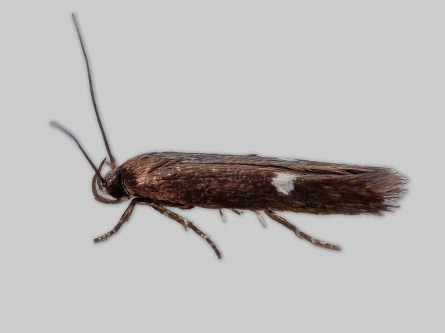 Mompha langiella