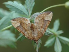 Blåbærmåler (Eulithis populata)