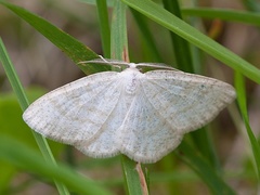 Gul sankthansmåler (Cabera exanthemata)