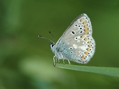 Sankthansblåvinge (Aricia artaxerxes)