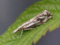 Klippenebbmott (Catoptria falsella)