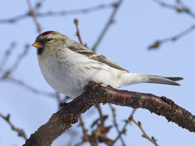 Polarsisik (Acanthis hornemanni)