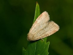 Sølvbunkefly (Photedes minima)