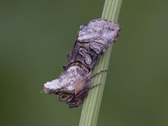 Grått neslefly (Abrostola tripartita)