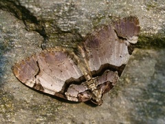 Fiolett rosemåler (Anticlea derivata)