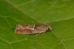 Orekveldvikler (Epinotia tenerana)