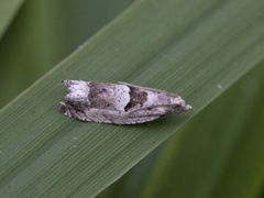 Svartflekket kveldvikler (Epinotia ramella)