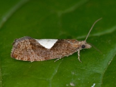 Augustkveldvikler (Epinotia solandriana)