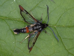 Rødkantglassvinge (Synanthedon formicaeformis)