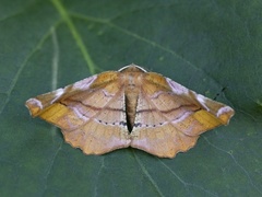 Fagermåler (Apeira syringaria)