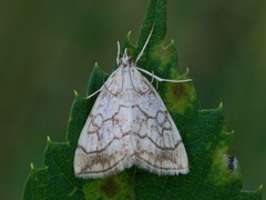 Blek kålmott (Evergestis pallidata)