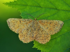 Strekmåler (Angerona prunaria)