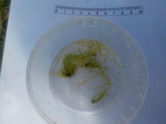 Tarmgrønske (Ulva intestinalis)