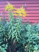 Kanadagullris (Solidago canadensis)