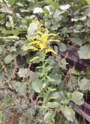 Kanadagullris (Solidago canadensis)