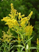 Kanadagullris (Solidago canadensis)