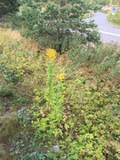 Kanadagullris (Solidago canadensis)