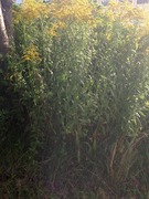 Kanadagullris (Solidago canadensis)