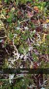 Reinlav (Cladonia Cladonia)