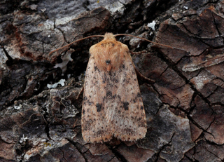 Gult flatfly (Conistra rubiginea)