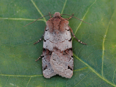 Blågrått høstfly (Agrochola litura)