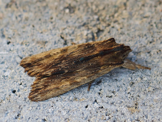 Askekappefly (Lithophane semibrunnea)