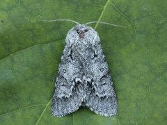 Myrkveldfly (Acronicta menyanthidis)