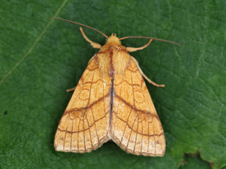 Lindegulfly (Tiliacea citrago)