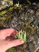 Blomsterlav (Cladonia bellidiflora)