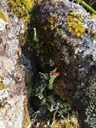 Blomsterlav (Cladonia bellidiflora)