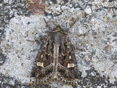 Svart sumpfly (Celaena haworthii)