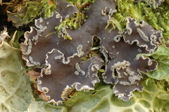 Årenever (Peltigera)