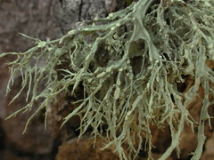 Barkragg (Ramalina farinacea)